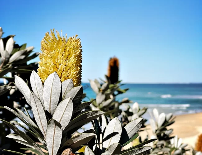 Albany coastal banksia