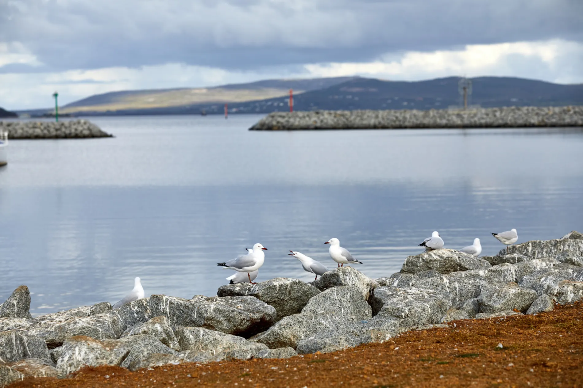 Albany marina seagulls