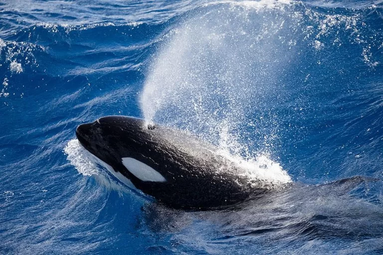 Marine Life whales