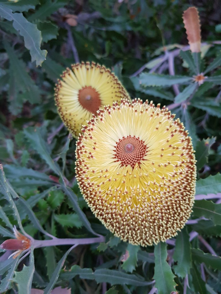 20200611 banksia flower albany albanytours albany western australia
