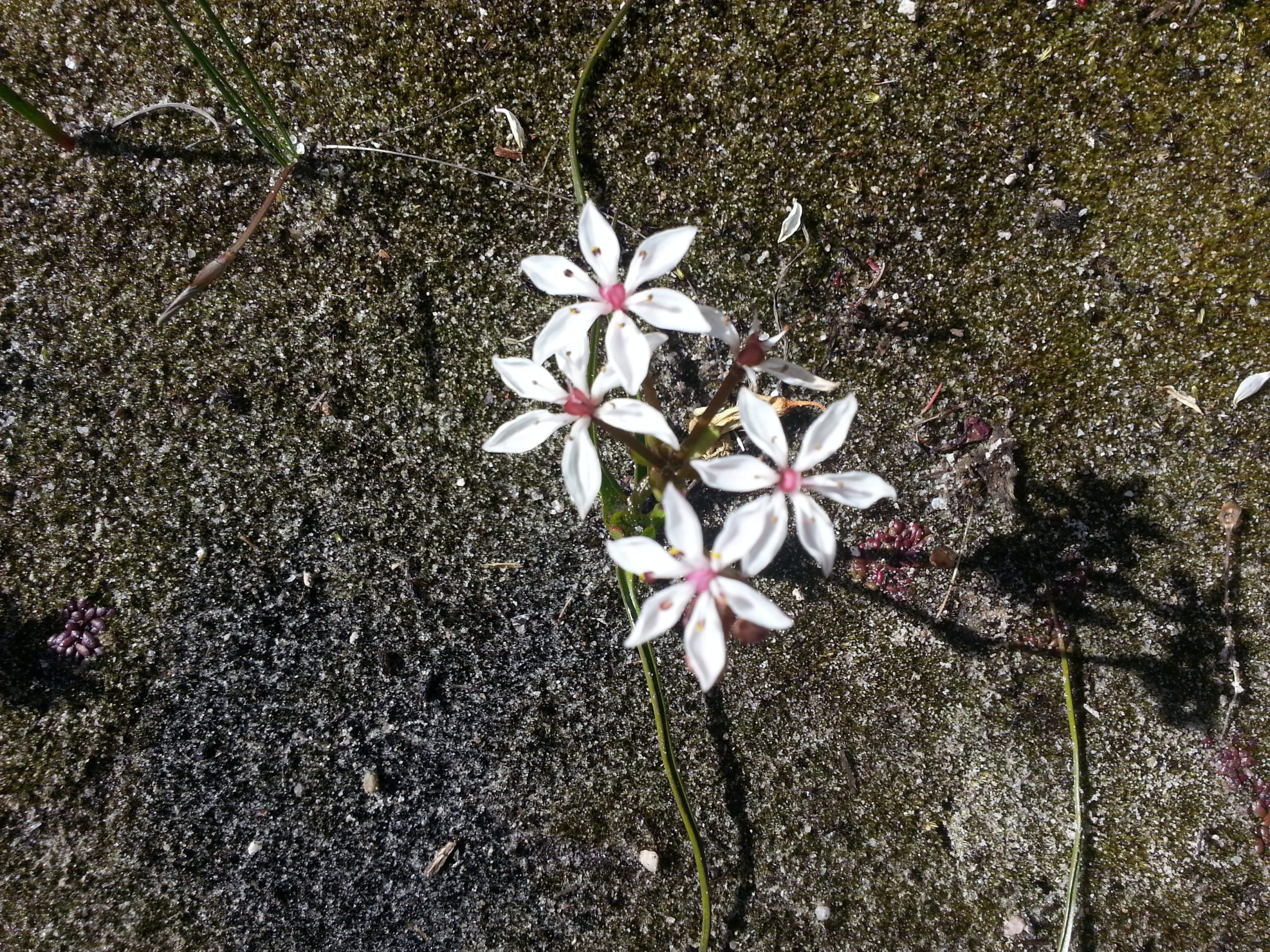 A delicate five-petaled white wildflower with a unique pink center, a type of Albany's Wildflower, emerges from a patch of dark, sandy ground soil, seen from above.