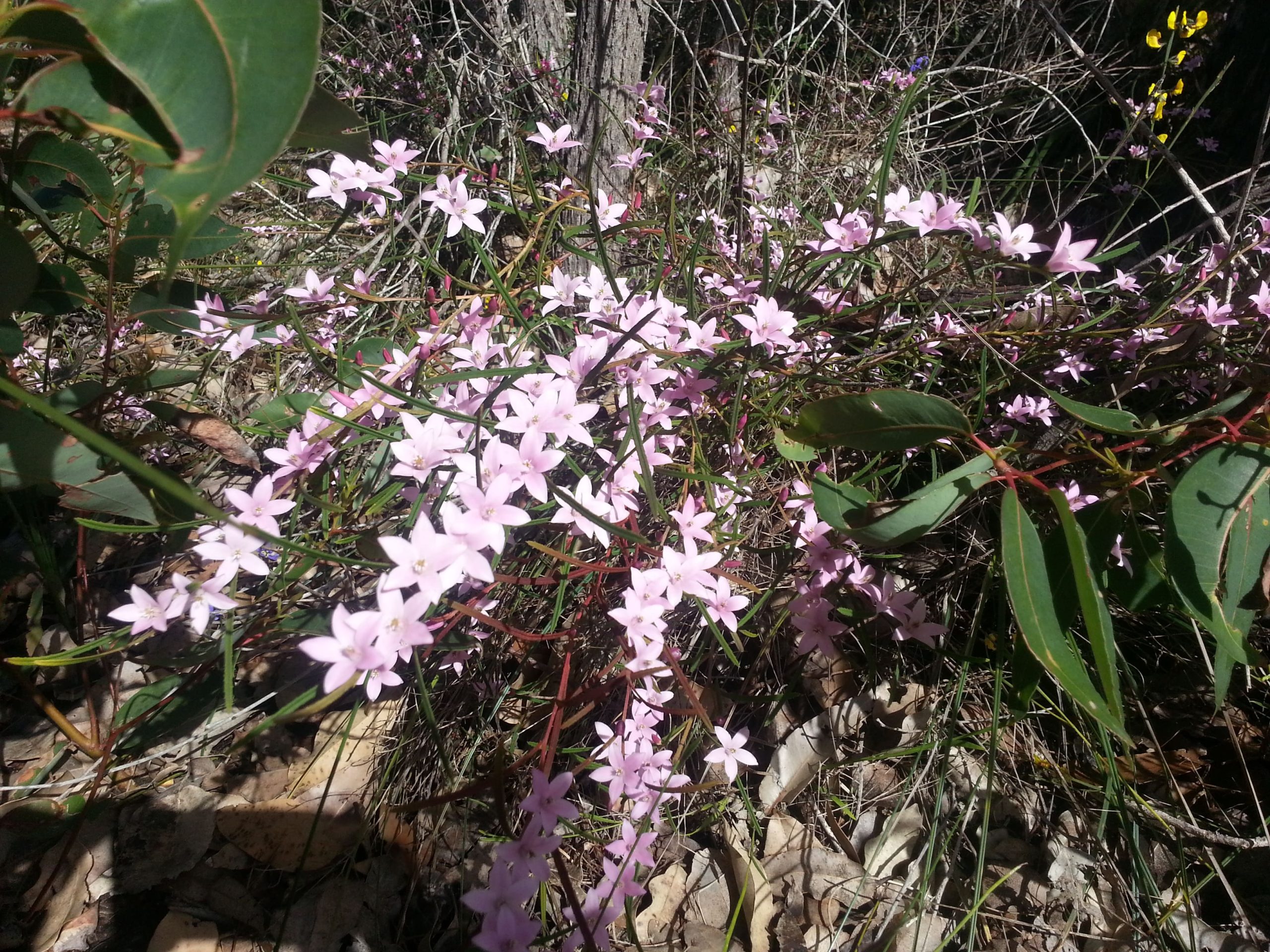 A dense cluster of delicate, small, light pink and white five-petaled star flowers on a low, bushy plant, showcasing a vibrant patch of Albany's Wildflower on the forest floor.