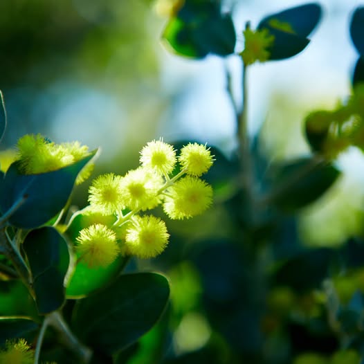 Bright yellow wattle flowers on a green branch