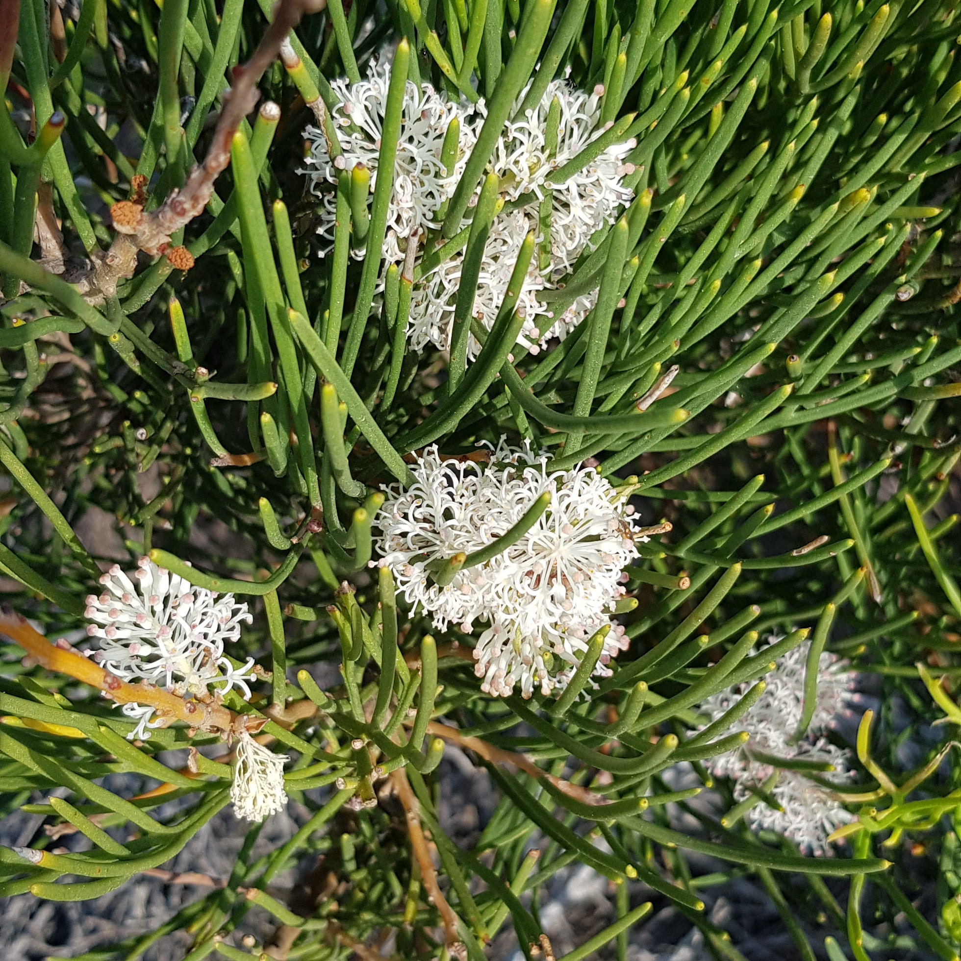 20190805 hakia wildflower albany busybluebustours susan mccabe albany western australia