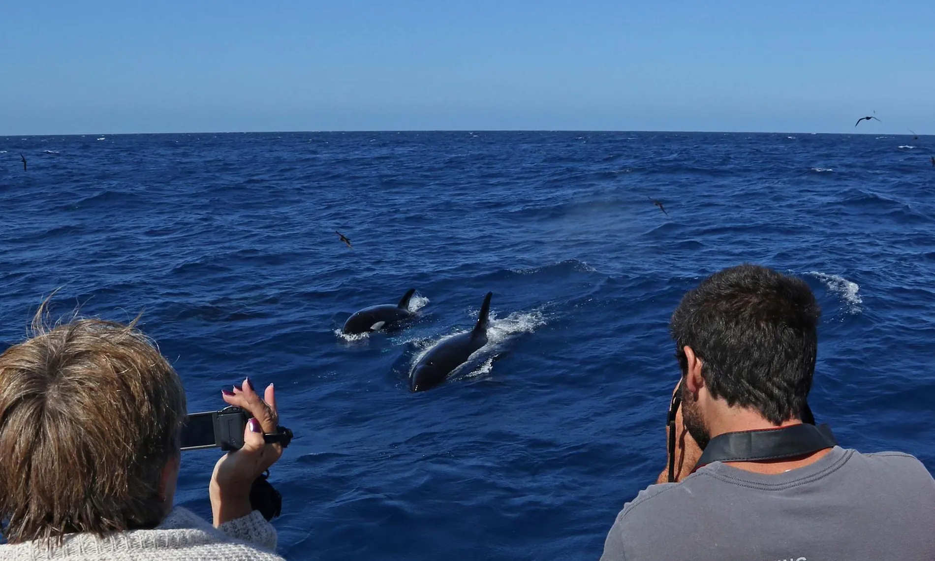 Bremer Bay Orca