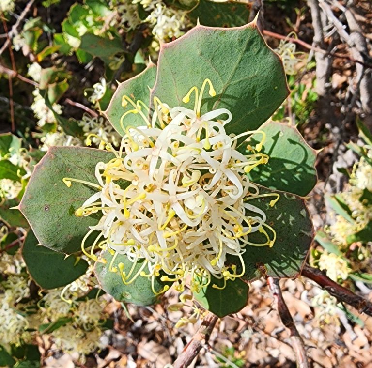 cream colour hakea flower