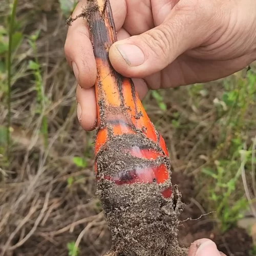 Blood root plant albany