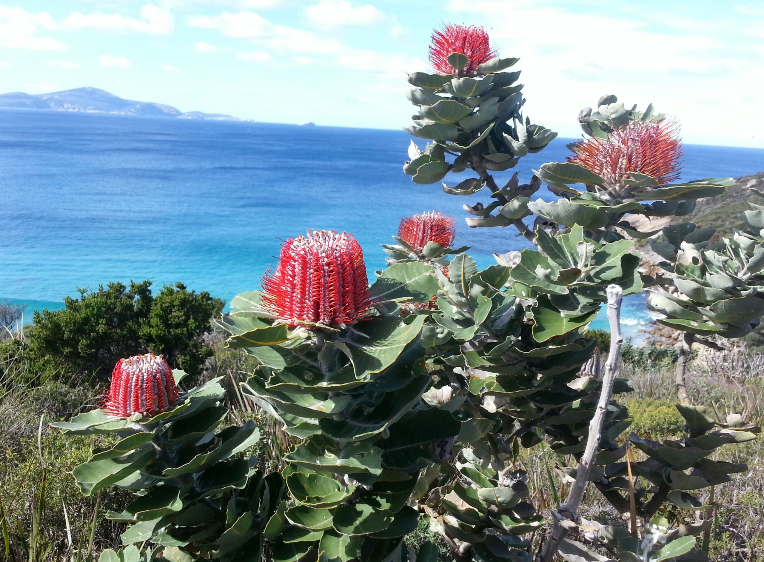 A striking, bright scarlet Banksia coccinea bloom, a fine example of Albany's Wildflower, stands on a coastal cliff overlooking the turquoise ocean and a rugged headland.