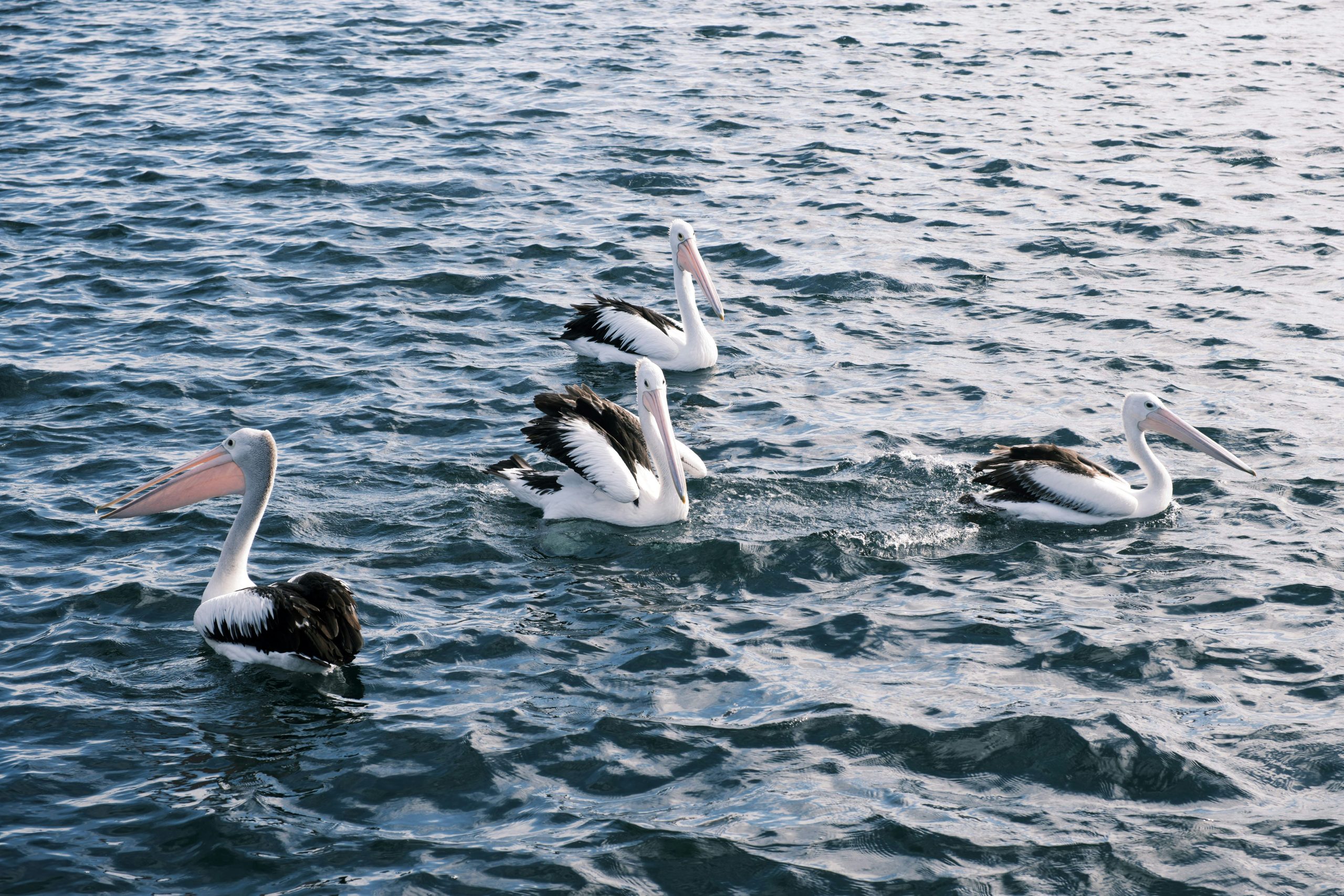 henry chen 67xzkx4zzme unsplash
