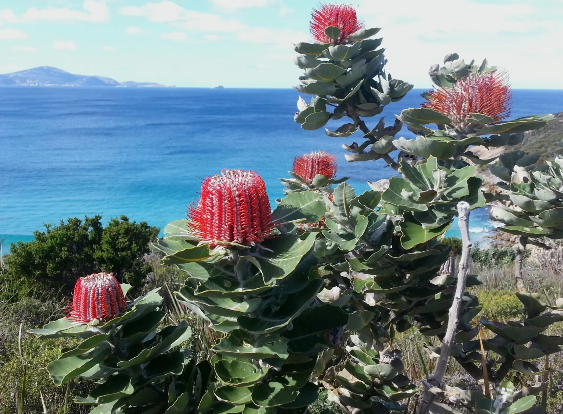 Wildflower South coast
