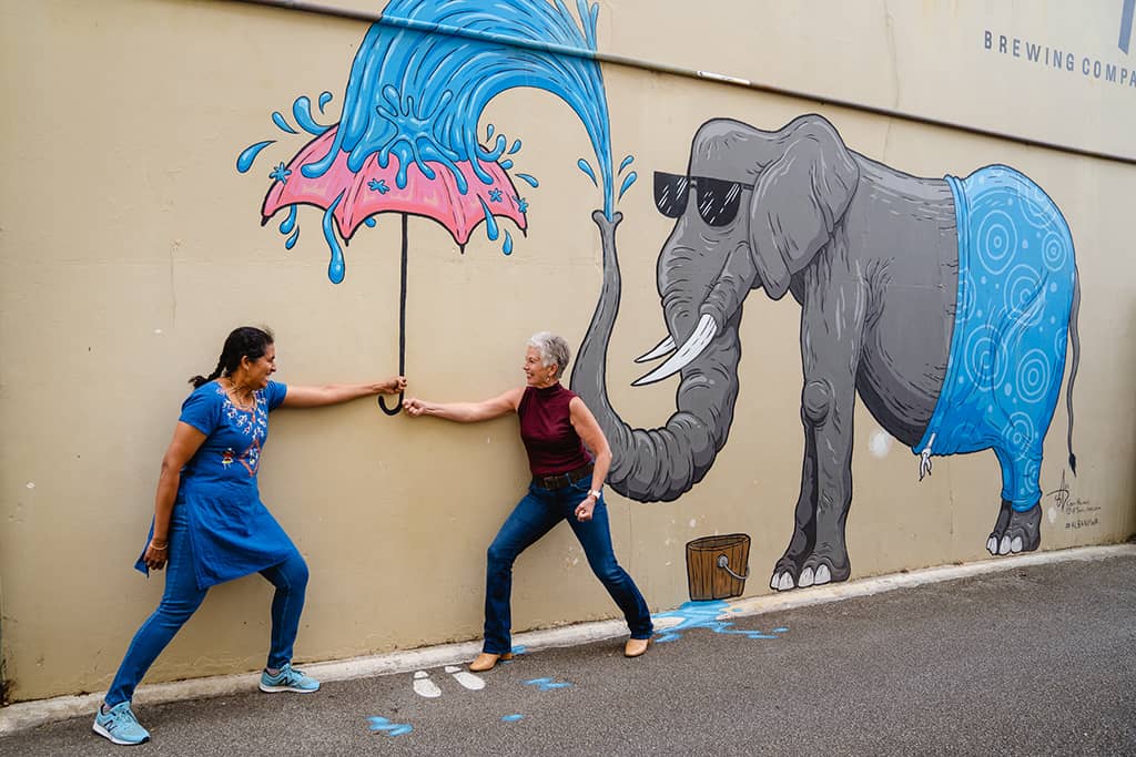 elephant in the alley albany