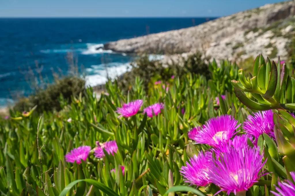 Travel lifestyle flowers