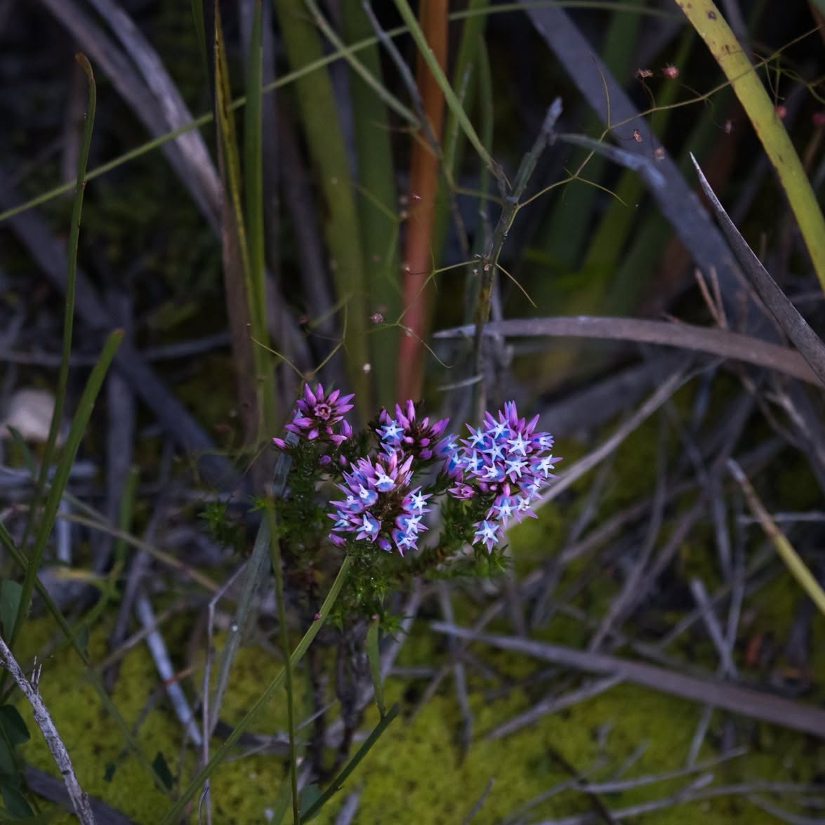 Small purple and pale-blue native wildflowers
